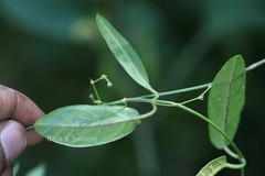 Tylophora tenuissima